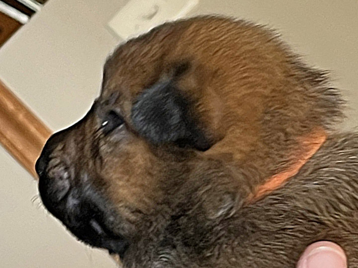 chinook puppy